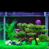 Plastic Bonsai Decoration Ornaments Artifical Treeartificial Decor Crafts Arts DIY Simulated Prop for Aquarium Landscaping