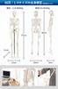 KIYOMARU Simple 1/4 Scale Full Body Skeleton Model, Human Body Model, Mini Skeleton Specimen, Tabletop Size, Approx. 45cm, Movable Large Joints