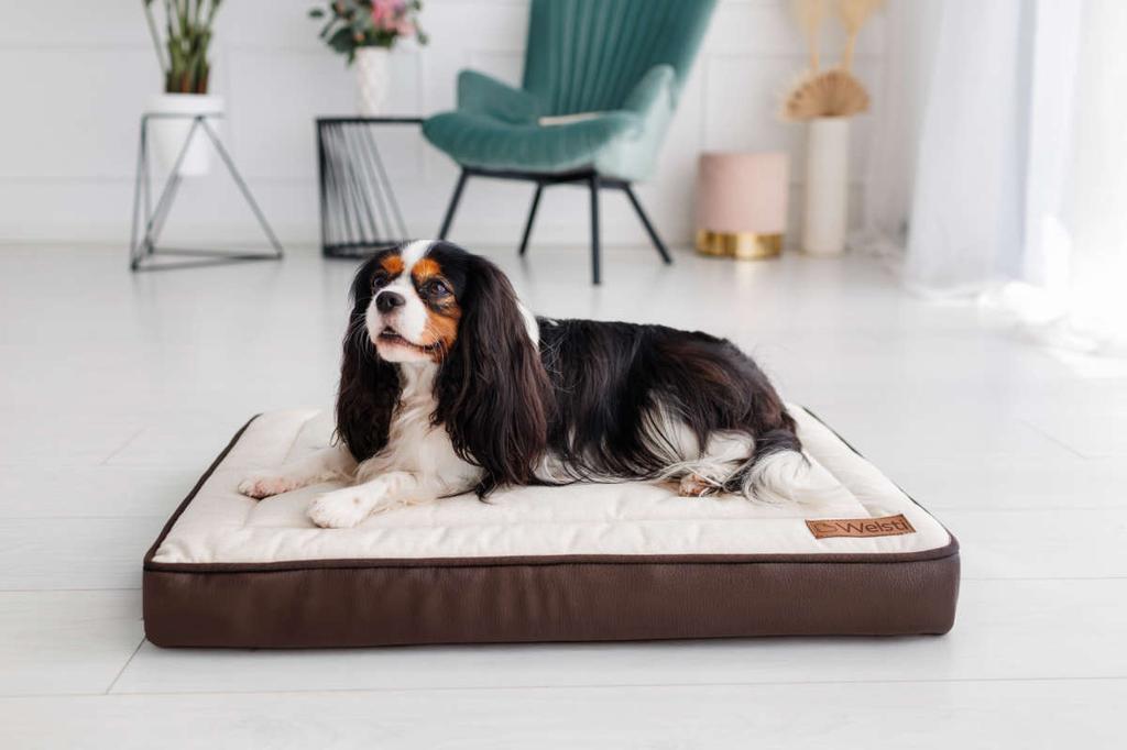 Orthopedic Dog Bed, Dog Mattress, Welsti Beige Bone M 70X50 Non-Slip