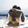 Rauhaardackel Süßer Rauhaardackel Wiener Hund Decken Weiche Flanell Überwurfdecke Abdeckung für Bett Wohnzimmer Picknick Reisen