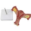 Anatomical Female Reproductive Organs Model for Demonstration Female Genital And Ovary Anatomy Model Teaching Tool