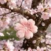 Pink Cherry Blossom Plush Soft Cherry Blossom Bag Decor with Earphones Hang Pink Romantic Girl Gift Bag Charm