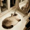 Cute Animal Shaped Door Mat Non-Slip Soft Absorbent Rug for Entryway Bathroom Bedroom Home Decor
