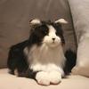 Chongker Realistic and Lifelike Cat Plush Handmade with a Soft Cute and Soothing Perfect As a Birthday or Anniversary Gift for Cat and Seniors Toy,