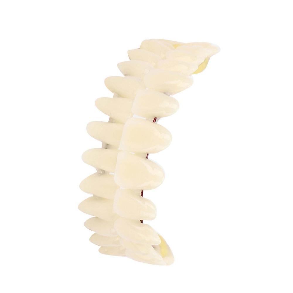 1Pair Removable Dental Teeth Teaching Model Resin Dental Training Model For Training Models