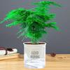Asparagus Fern Indoor Plant: Air-Purifying, Evergreen, Hydroponic Bonsai for Office or Home