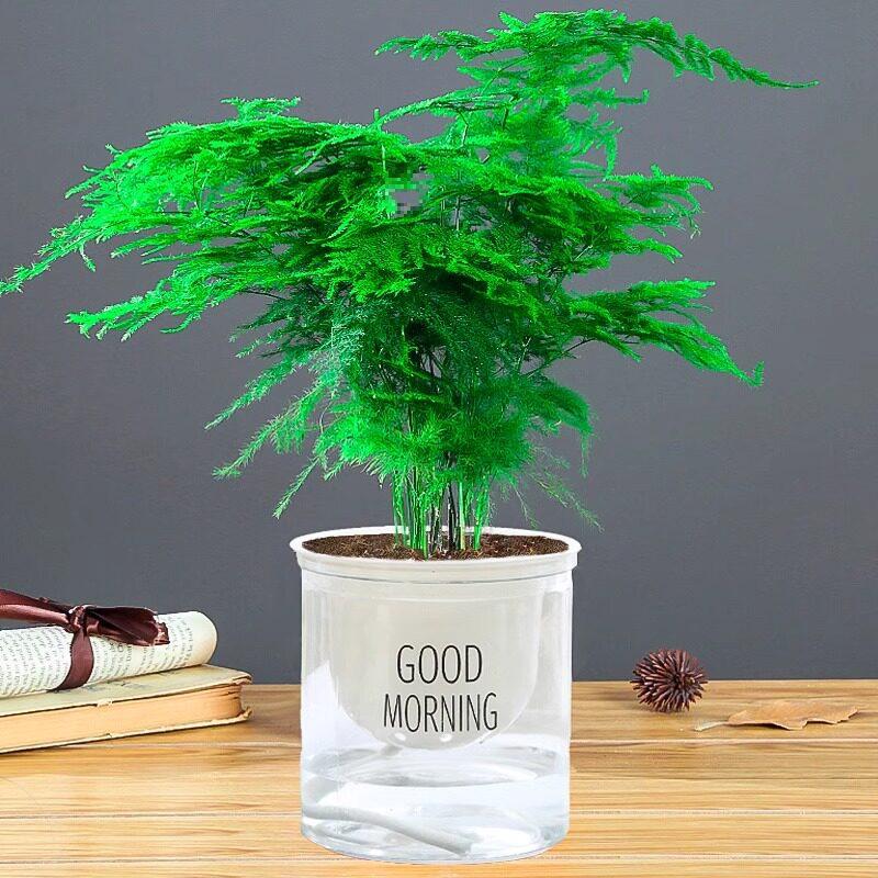 Asparagus Fern Indoor Plant: Air-Purifying, Evergreen, Hydroponic Bonsai for Office or Home