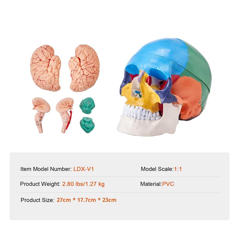 

Human Skull Model, Life-Size Painted Anatomy Skull Model, PVC Anatomical Skull-B61B