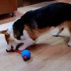 Pet Dog Toy Ball Anti Bite Chew Non Destructive Bouncing Ball Dog Rubber Training Interactive Toy Ball Strap Rope