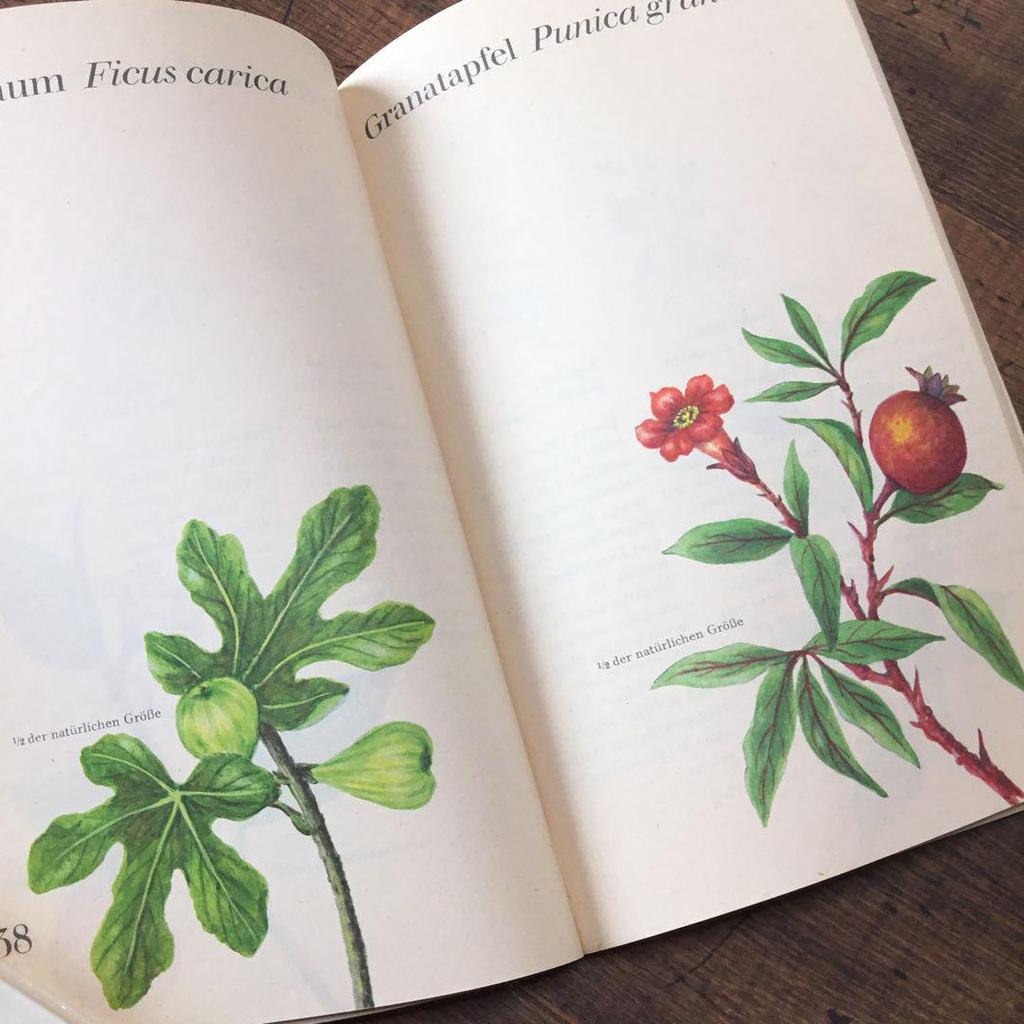 [USED] Plant encyclopedia, old German books, botanical art, junk journals