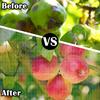 Housse Filet Anti-Insect pour Arbres Fruitiers Conçue Pour Protéger les Plantes des Ravageurs Oiseaux dans le Jardin Convient Pour Fruits Légumes Protection des Cultures