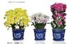 Artificial Orchid Design Photocatalyst Interior Flower Phalaenopsis/Western "Traditional Style/Blue Pot" (Air Purifier) (Dendrobium-S3 Stem/White