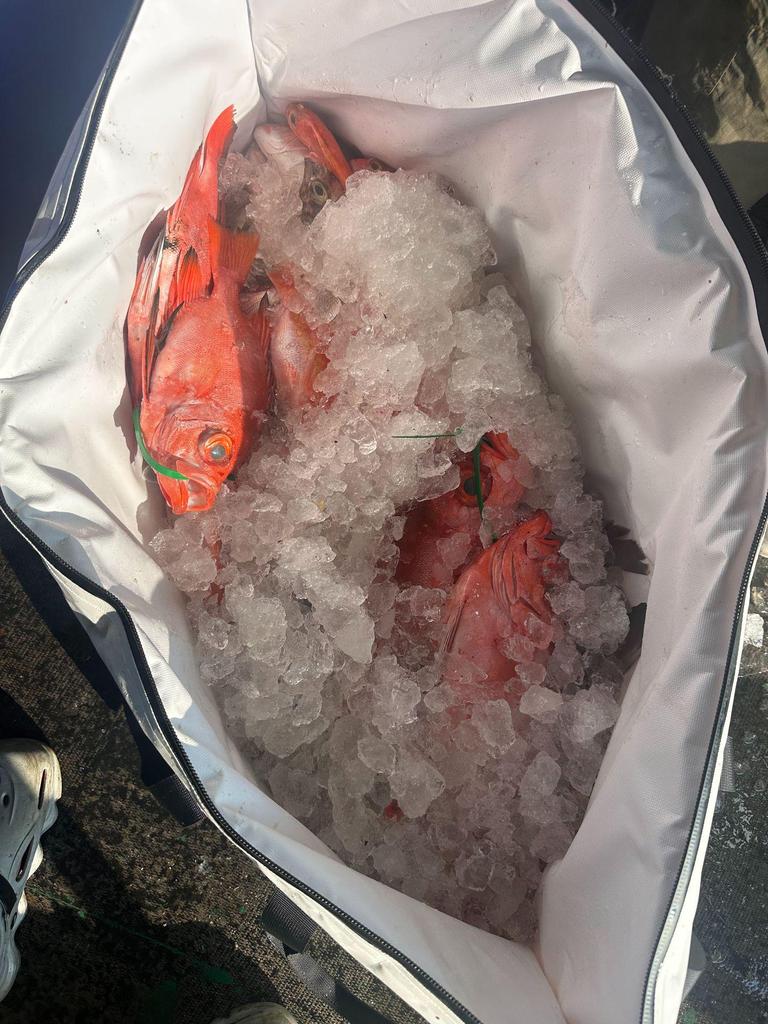 Portable Foldable Fishing Cooler Bag - Insulated & Large, Soft Sided for Tackle and Fish