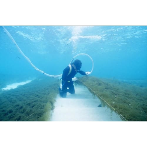 Amiu Sea Honey Fucoidan Toothpaste 100g Natural Peppermint