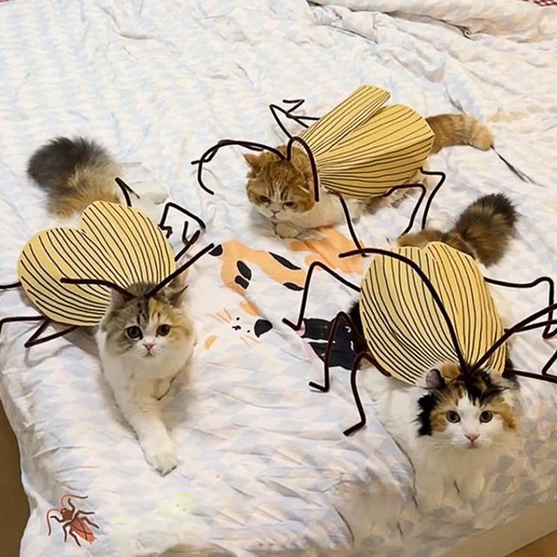 Pet Party Outfit Cat Cockroach Wings Costume Kit Diy Material Pack For Cat Cosplay Dresses With Cute Antennae Apparel