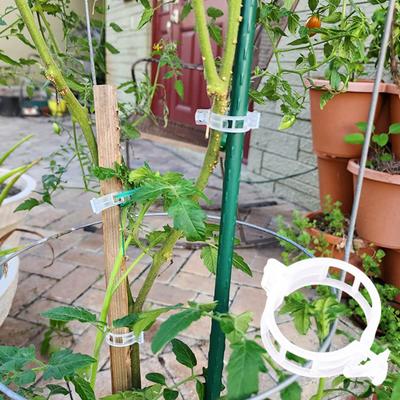 Clip di Plastica per Piante Fissaggio Piante Clip a Fibbia Bordo Liscio Design Vite Pianta da Giardino