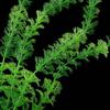 1/3pcs Aquarium Plants Decoration Artificial Green Waterweed Aquatic Plants Decor for Fish Tank Aquarium Accessories Decorations
