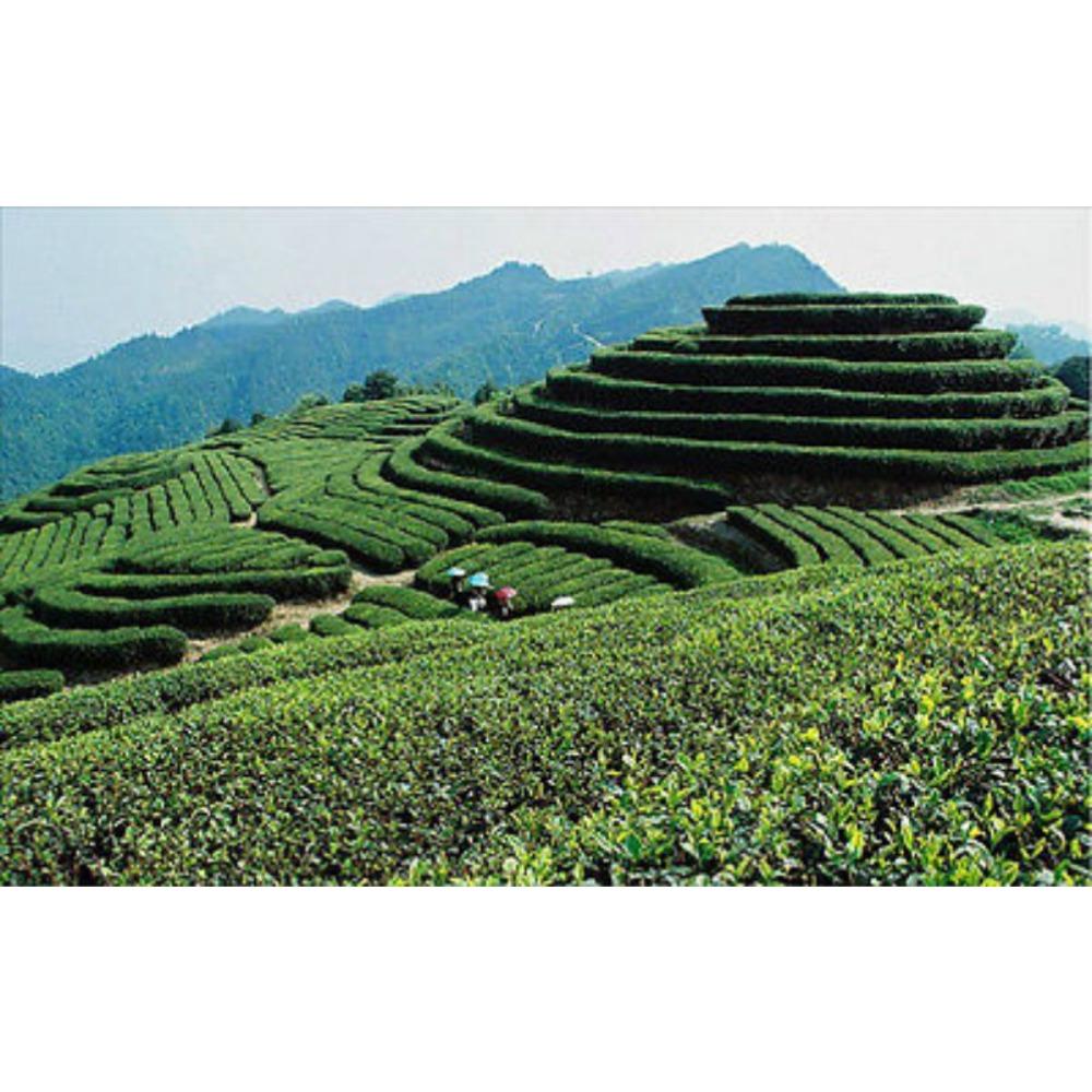 Tie Guan Yin Oolong Tea 250g Anxi China Premium Fragrant Loose Leaf Guanyin