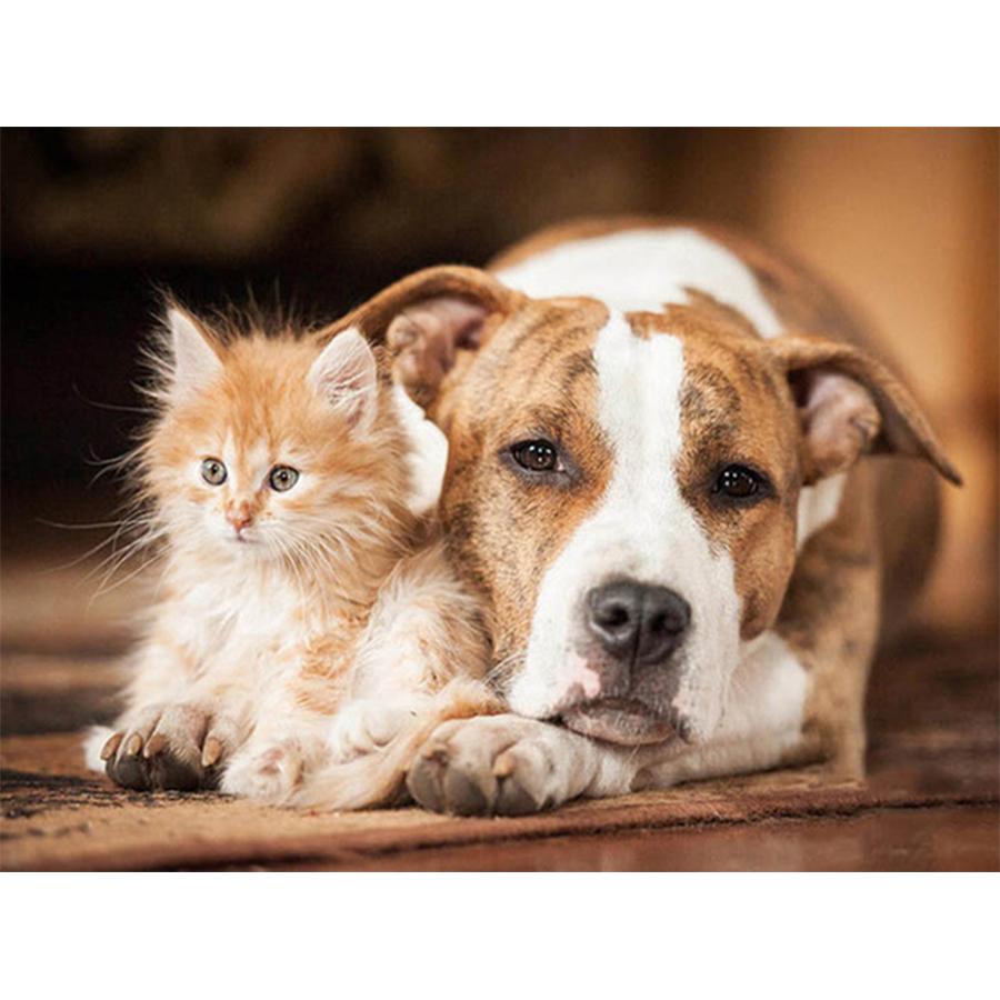 

5D DIY Набор для алмазной живописи Милая собака Фотографии Стразы Алмазная вышивка Пол Мозаика Животное Домашний декор Full Square 20x30cm