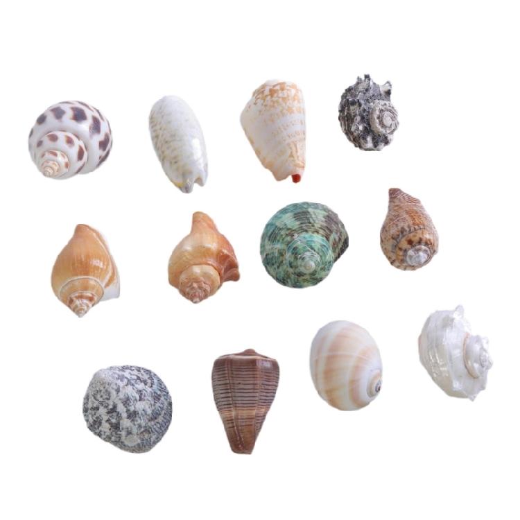 Floating Seashells Display Box Large-capacity Seashells Decorative Storage Box for Home and Beach Decoration