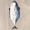 Fish Costume Cosplay Fish Costume Funny Halloween Suit Woman Man Jumpsuit Carnival Disguise Wearing Show Party