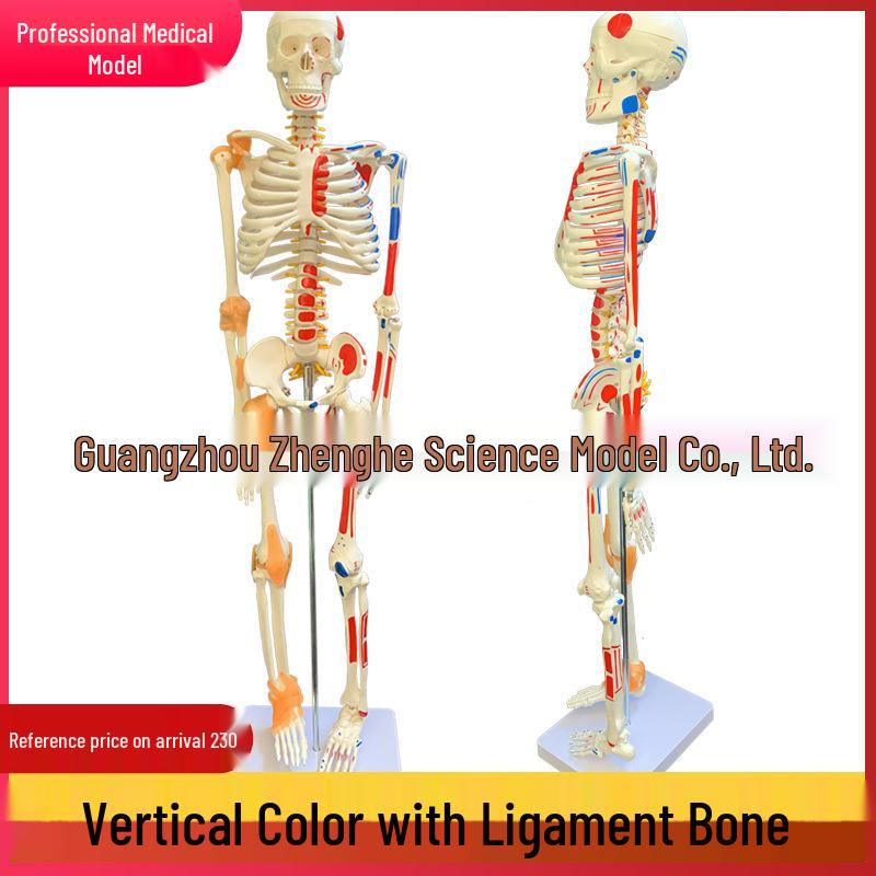 85CM Human Skeleton Model with Nerves, Muscles, Ligaments, Spine, and Intervertebral Discs 85CM
