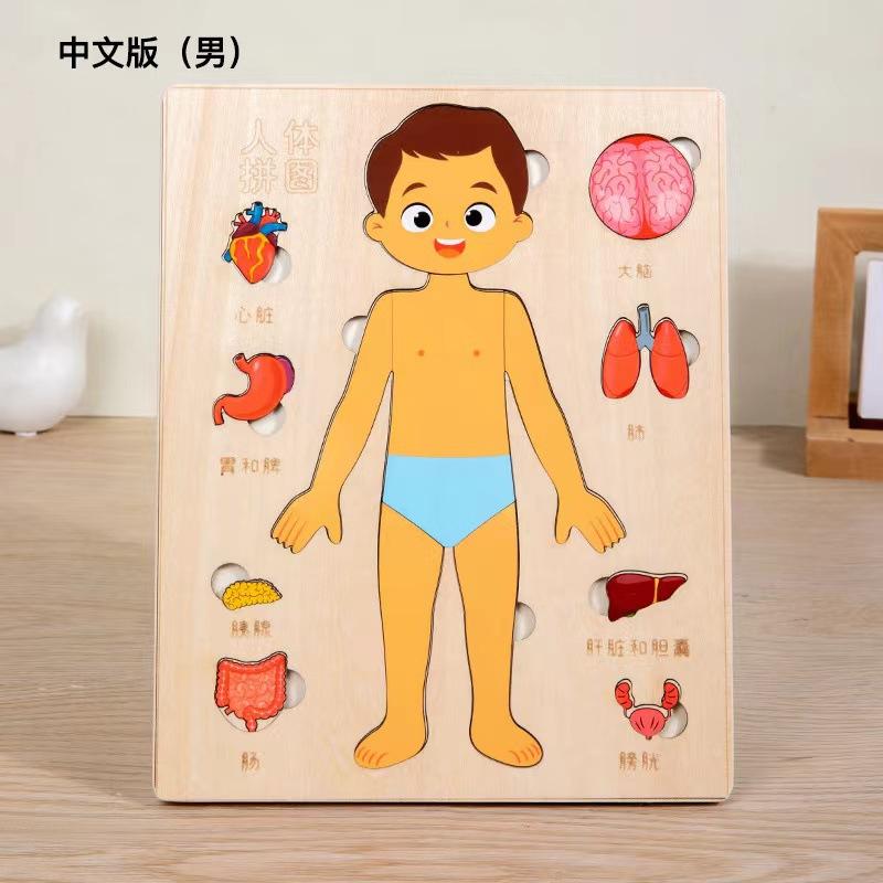 Children's Early Education Characters Body Organ Structure Cognitive Puzzle Brain Multi-Layer Development Wooden Toys