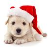Red Plush Christmas Hat for Pets - Festive Ornament for Dogs & Cats