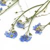 Natural Candle Making Card Dried Flowers Forget-Me-Not with Stem Don't Forget Me Pressed Flower