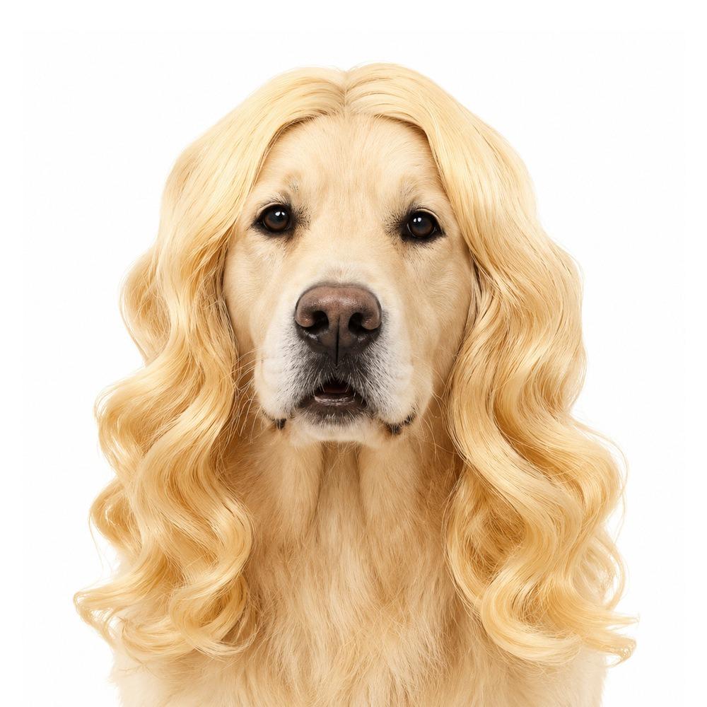 Black Twin Tails Pet Costume Wig Brown Curly Pet Hairpiece Funny Dog Wig  Festival Dress-Up