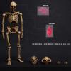 HiPlay 101TOYS 1/12 Scale Skeleton Frame Body NO.ES002 Original Color Version Body Figure Super Articulated
