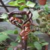 Lion And Gazelle Walking Stick Cane Handmade Wood Crafted Comfortable Handle Hand Carved Cane Best Gift For Adult's