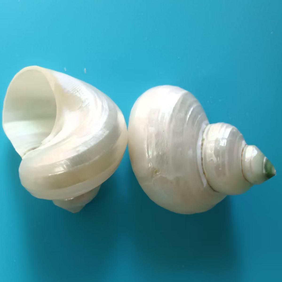 100 натуральных ракушек, раковин улиток, морских звезд и раковин дракона для самостоятельного изготовления браслетов и ожерелий mm