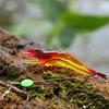Soft Fishing Luminous Shrimp Lure with Hook Swivel Beads Artificial Silicone Glow Fishing Bait Fish Bait Set Jigging