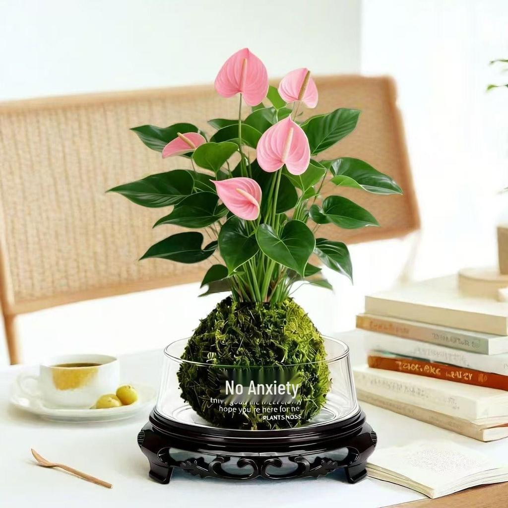 Bonsai Air Purifying Hydroponic Plants for Easy Year-Round Care