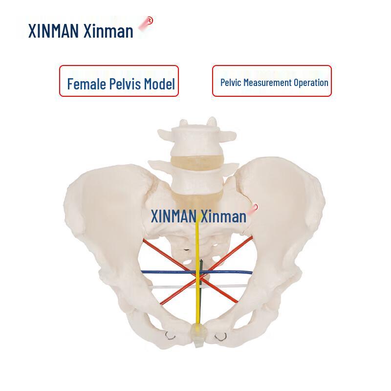 XINMAN Female Pelvis Measurement Teaching Model