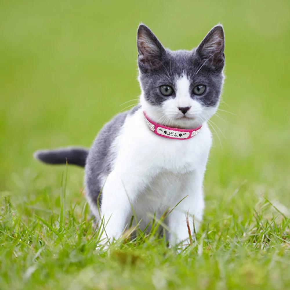 Leder Katzenhalsband Personalisiertes Katzenhalsband für Welpen Kleine Hunde Haustier Kätzchen Namensschild Halsband Kostenlose Gravur Verstellbar Haustierhalsbänder