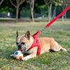 No Pull Dog Harness Breathable Mesh Padded Dog Harness Adjustable Reflective Escape Proof Dog Harness for Small Medium Large Dogs