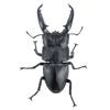 Sota Simulation Insect Model Giant Stag Beetle Palawan Sumatran Biological Illustration Collectible Figurine With Display Stand