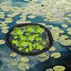 Round Floating Flora Fish Barrier Planting Protector Guard  Seedling Fish Garden Farming
