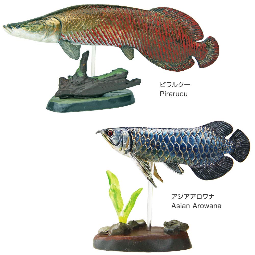 Carolata Ancient Fish Figure 3D Encyclopedia Creatures 7 Species With Realistic Figure Box Educational Toy Birthday Present Gift Sanitation Law Figure