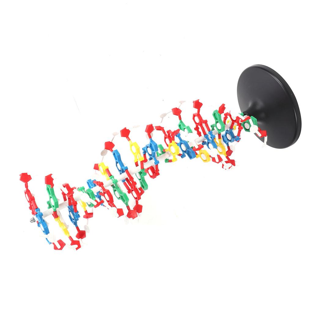 DNA Structure Model Plastic Educational DNA Double Helix Model Teaching Equipment
