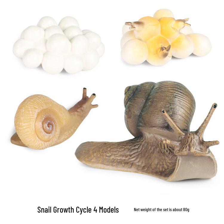 Simulated Snail Growth Cycle Science Toy for Kids