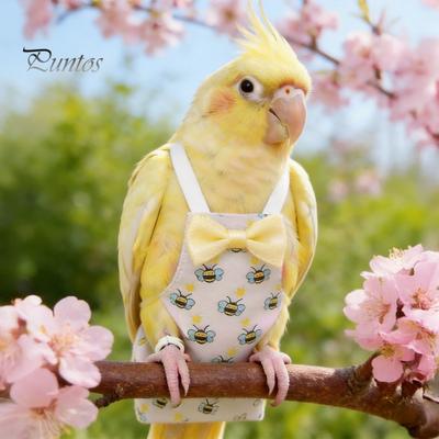 Pájaros – Ropa para aves