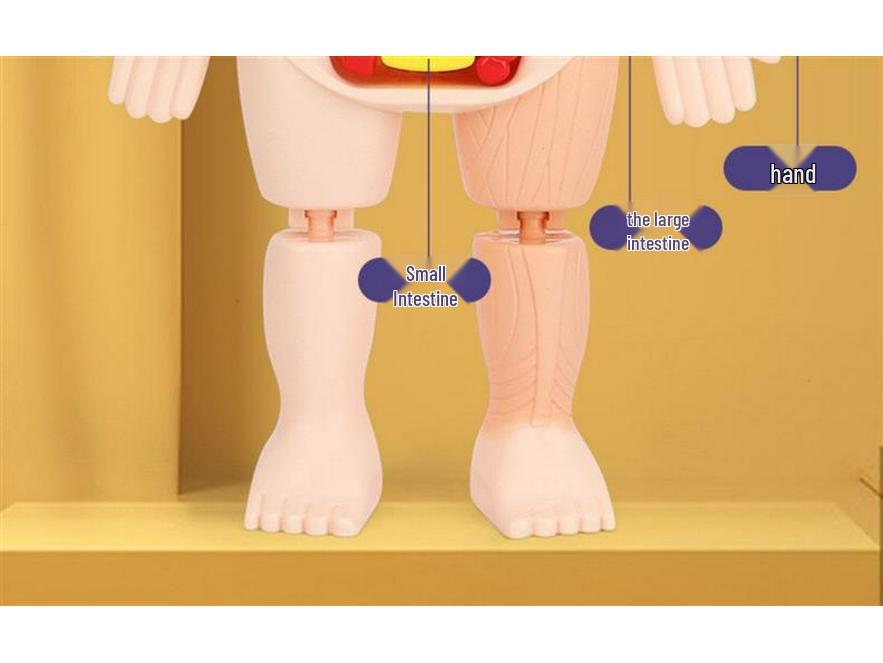 DIY Human Organ Model Kit: STEM Science Toys for Kindergarten Early Education