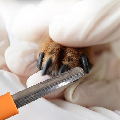 Köpek – Köpek bakım ürünleri