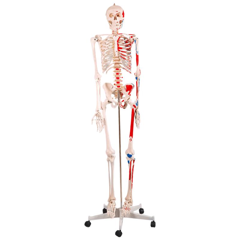 YiBo 180CM Detachable Human Skeleton Model with Muscle Markings