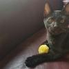 Phoenix 6 Pcs Cat Toys Furry Rattle Ball for Cat & Kitty