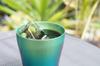 HORIE Titanium Double Tumbler Limited Model Fresh Green Green Blue 2 Color Set T15SR250G13G18 Wedding Blessing Thank You Gift Made In Japan &