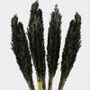 Dried Cantal Grass Bunch Black 6 Pieces